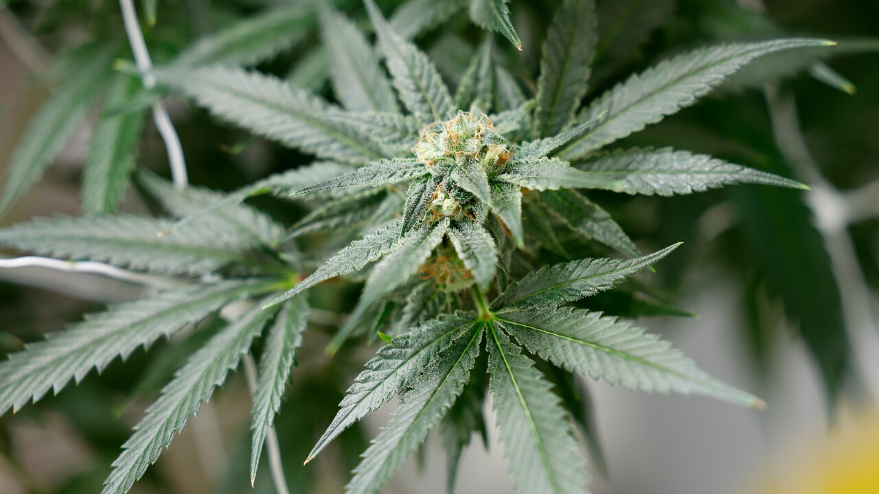 Ohio Senate Marijuana Law Changes: A Snapshot
